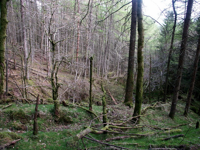 File:Fallen timber in East Dundurn Wood, Perthshire - geograph.org.uk - 1592044.jpg