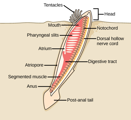 File:Figure 29 01 04.jpg