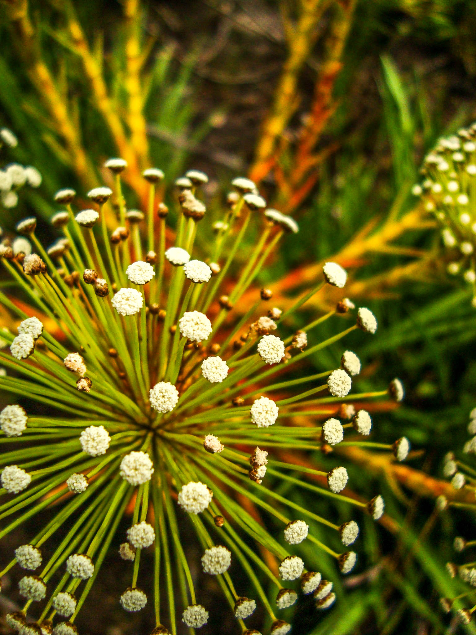 File:Flores da Chapada, Sempre-vivas.jpg - Wikimedia Commons