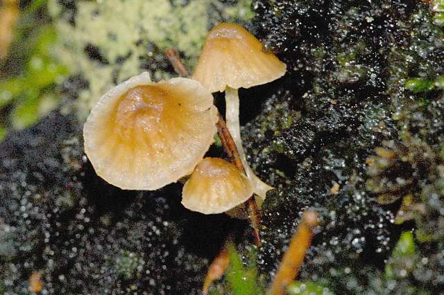 File:Galerina spec. - Lindsey 4a.jpg