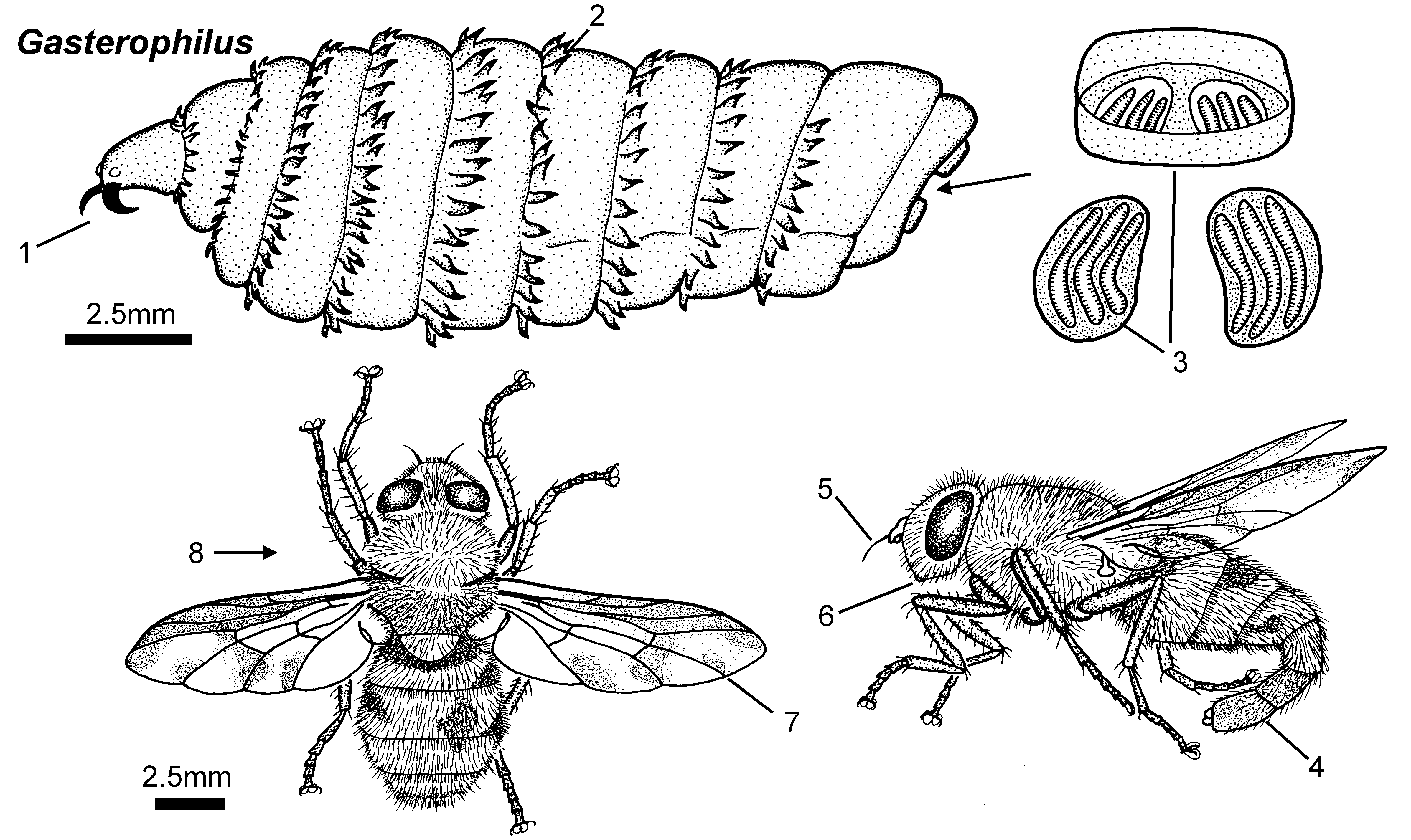 Gasterophilus Nasalis.