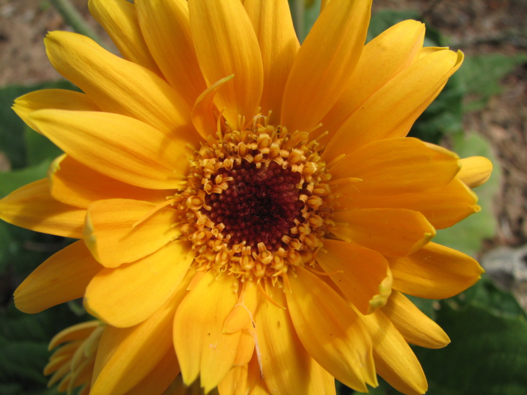 Gerbera Daisy