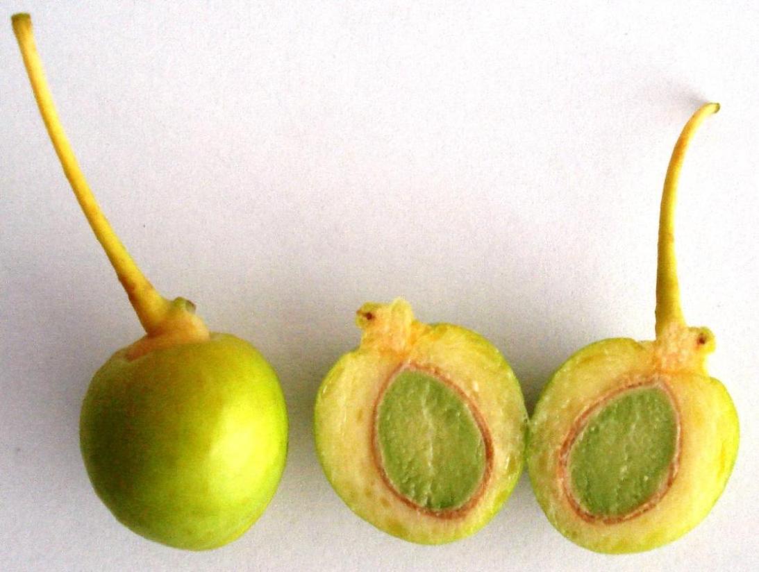 Гинкго двулопастный плоды