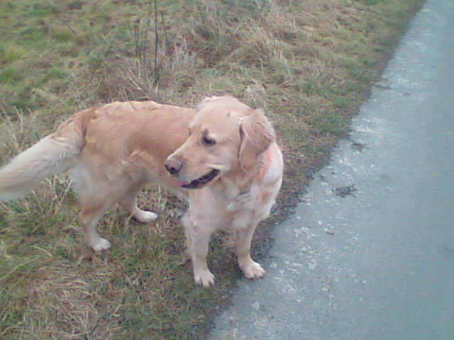 File:Golden Retriever 011.jpg