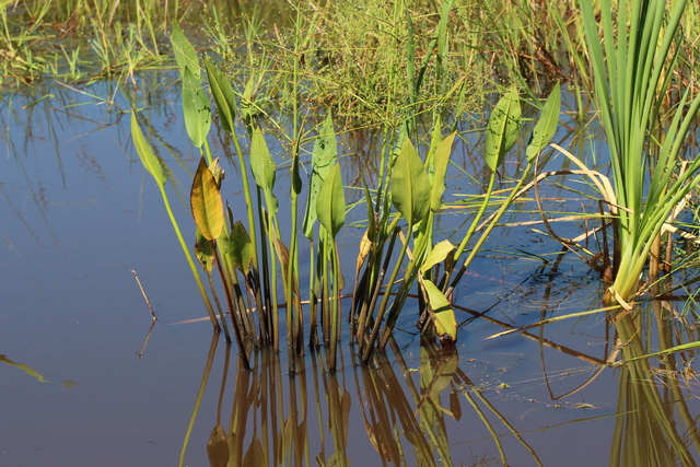 File:Grand plantain d'eau.jpg