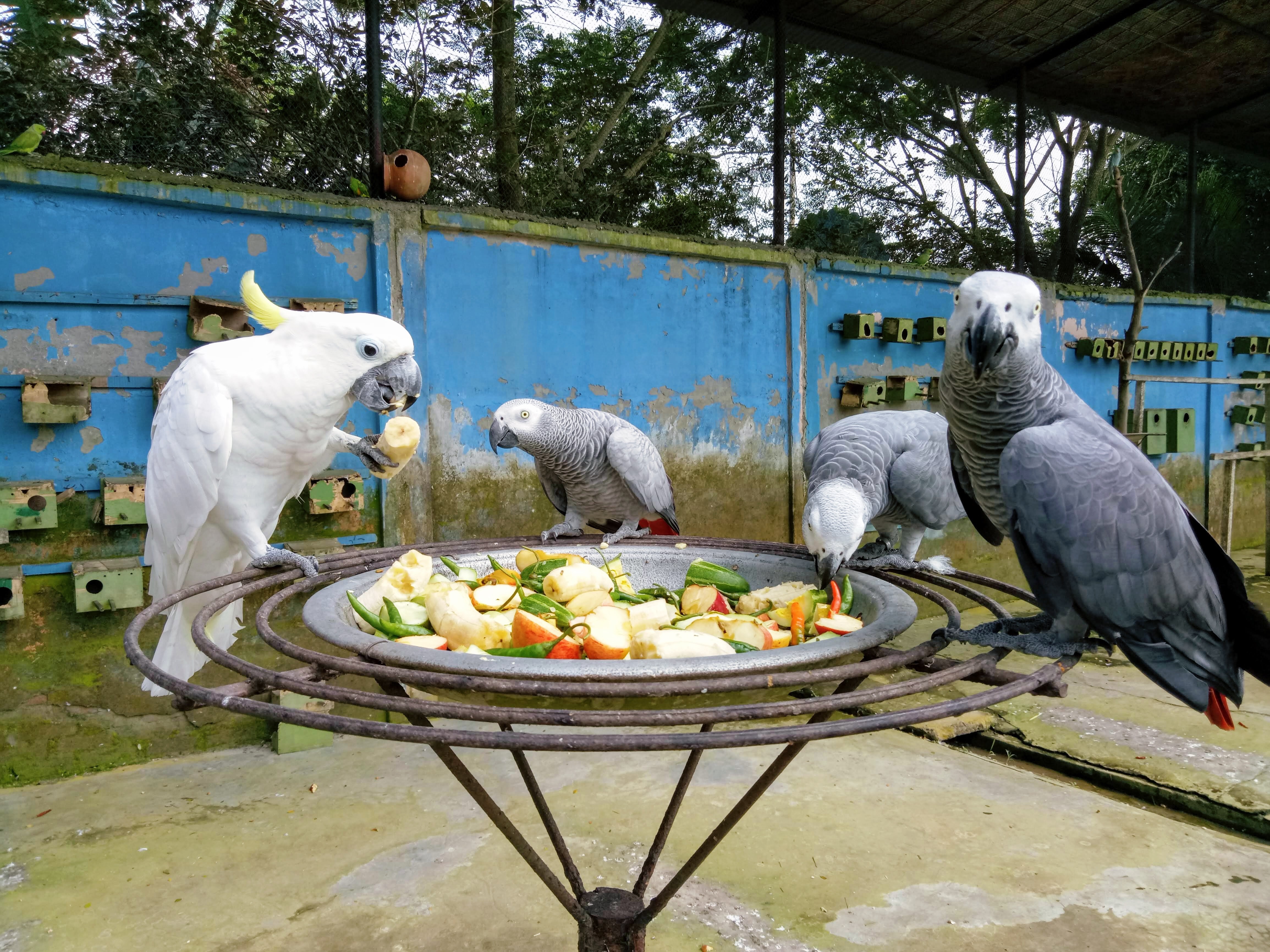 File Grey Parrots And Cockatoo Eating Fruits Jpg Wikimedia Commons