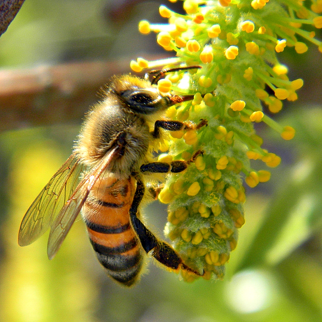 Honey bee - Wikipedia