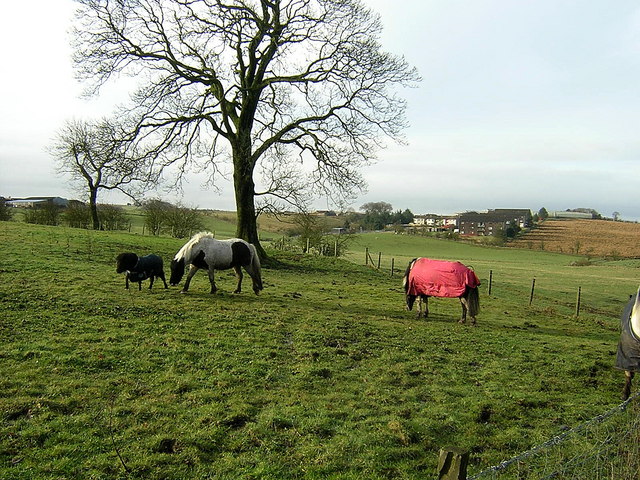 File:Horses Near Netherton of Glentore - geograph.org.uk - 147281.jpg