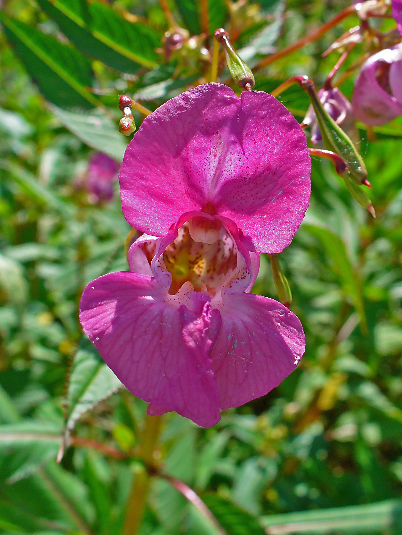 Impatiens glandulifera - Wikipedia