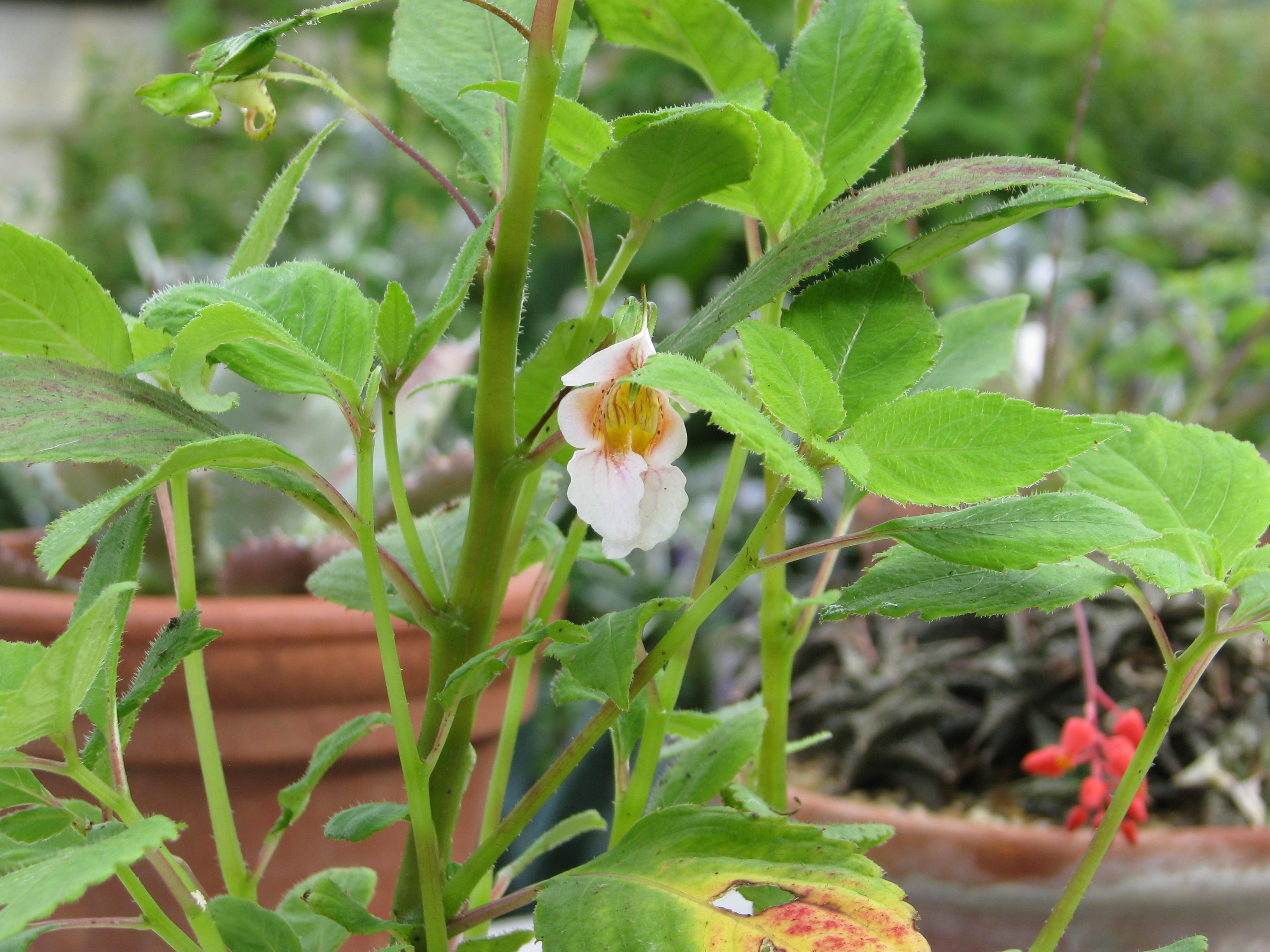 Impatiens oxyanthera Milo (14605478604).jpg