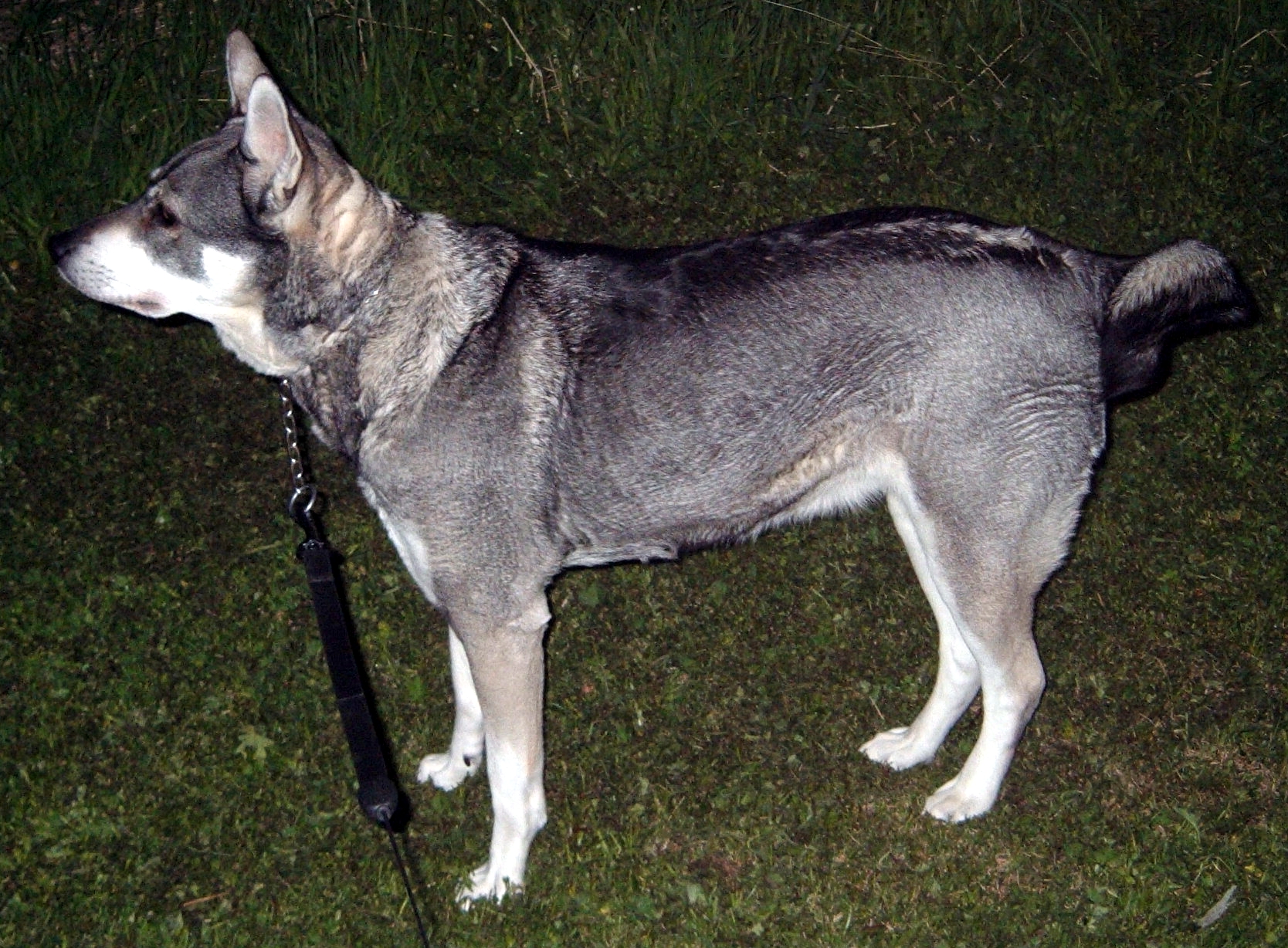 elk hunting dog