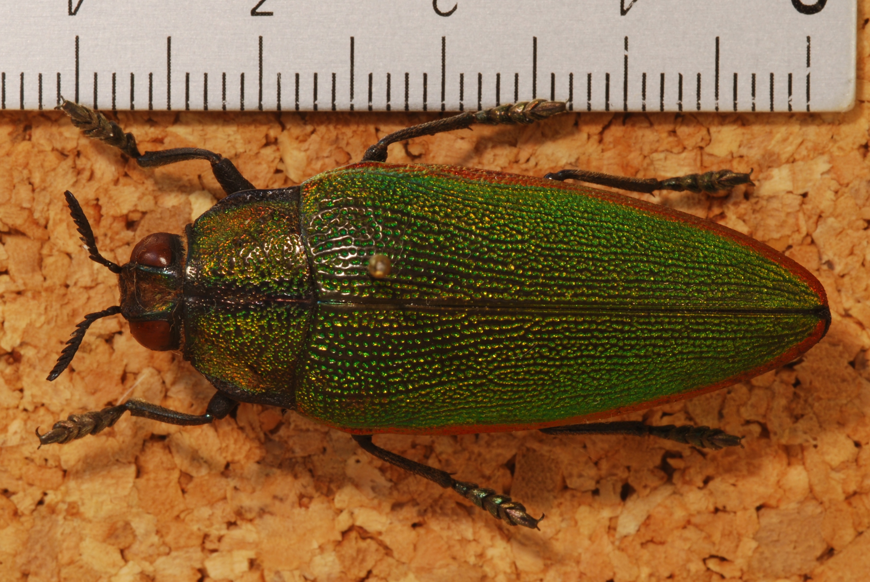 Jewel Beetle (Steraspis schultzei) (8247395569).jpg