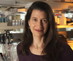 <span class="mw-page-title-main">Julie Segre</span> American geneticist