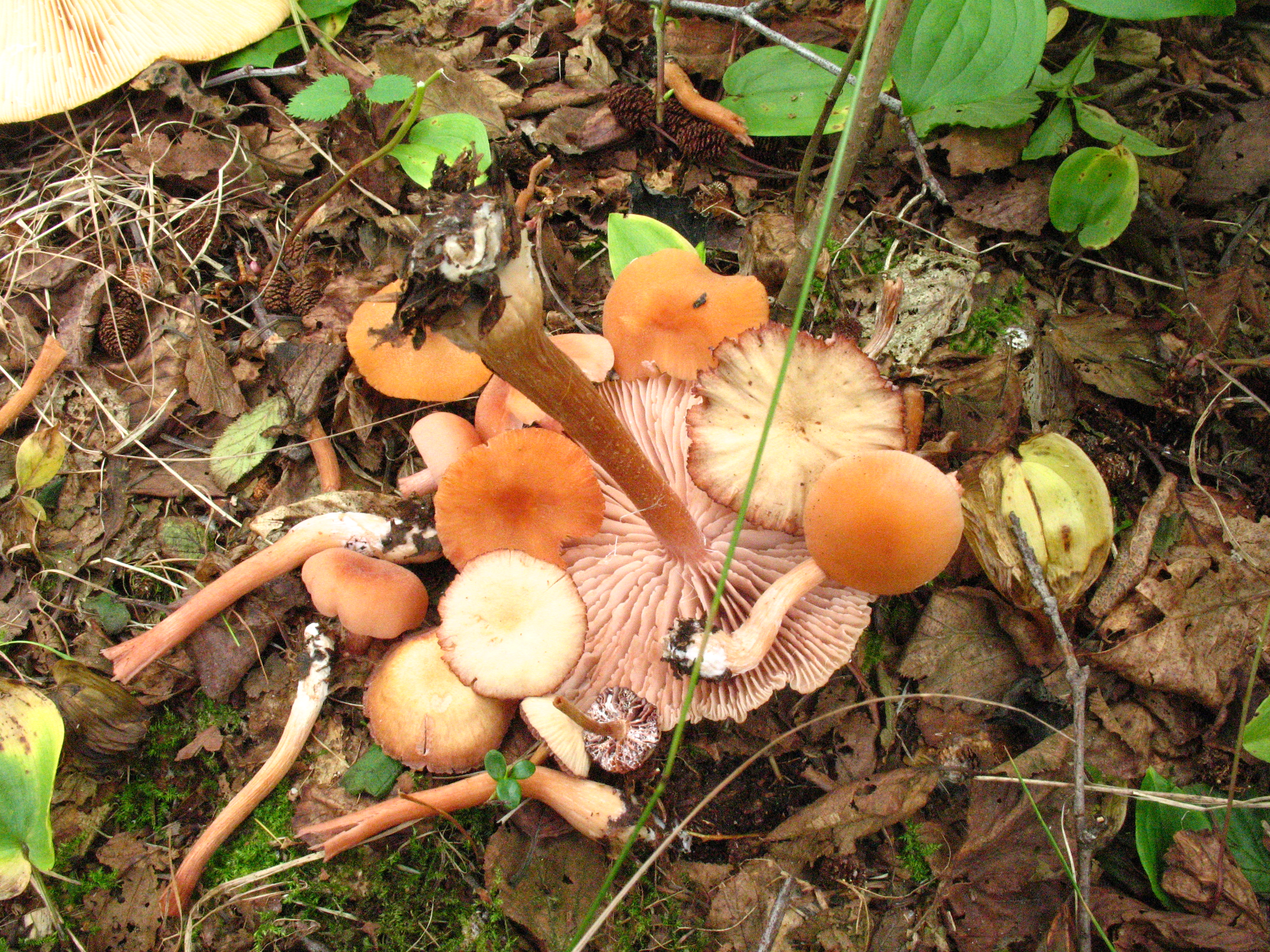 Laccaria laccata (7996954858).jpg