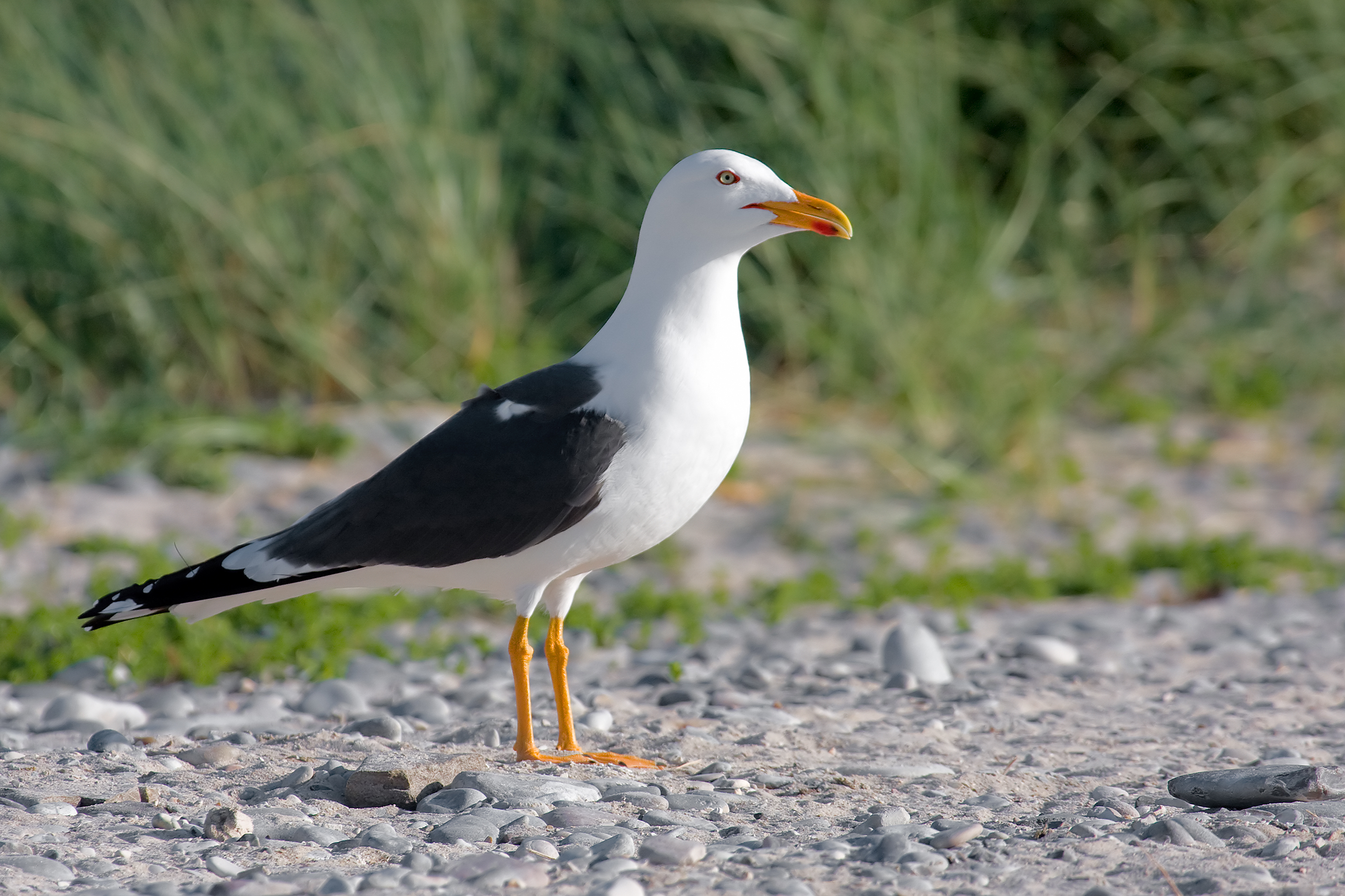 Larus-fuscus-graellsii-He.jpg