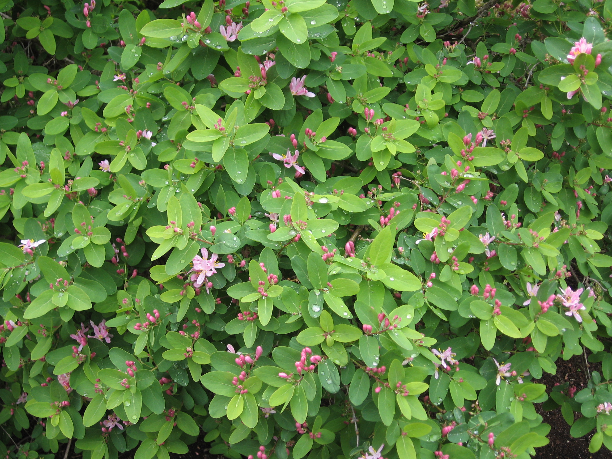 Lonicera tatarica жимолость Татарская