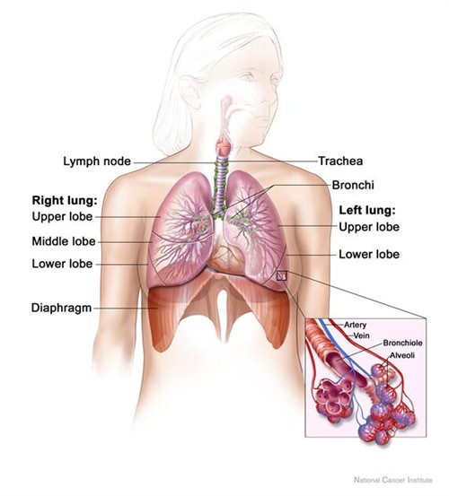 Lung and diaphragm