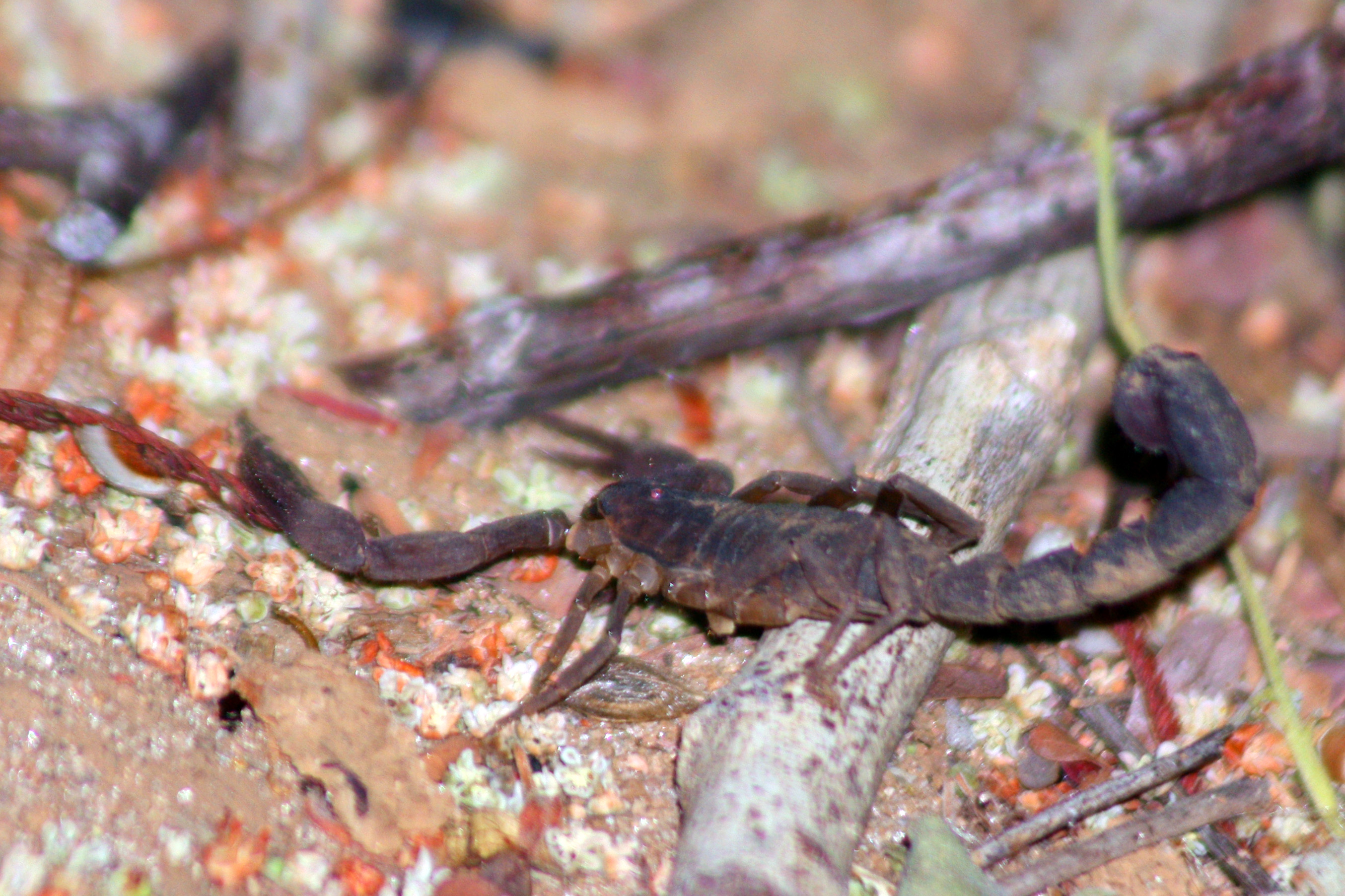 Sarymadagascar Scorpion Unidentifiedjpg Wikipedia - 