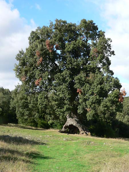 File:Mendaza, Navarra Spanien-Steineiche.jpg