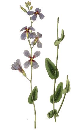 <i>Moricandia</i> Genus of flowering plants