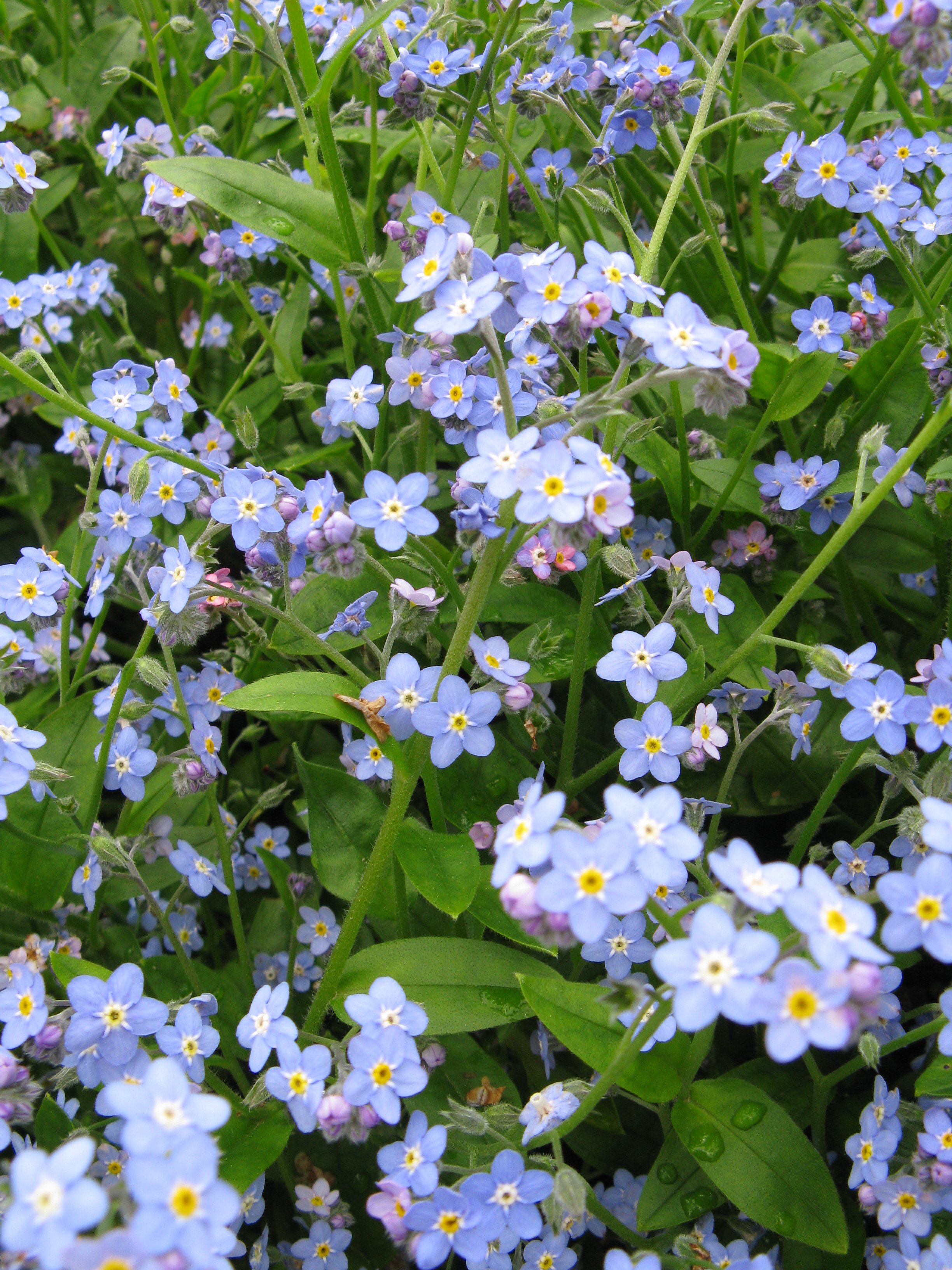 Archivo Myosotis Scorpioides2 Jpg Wikipedia La Enciclopedia Libre