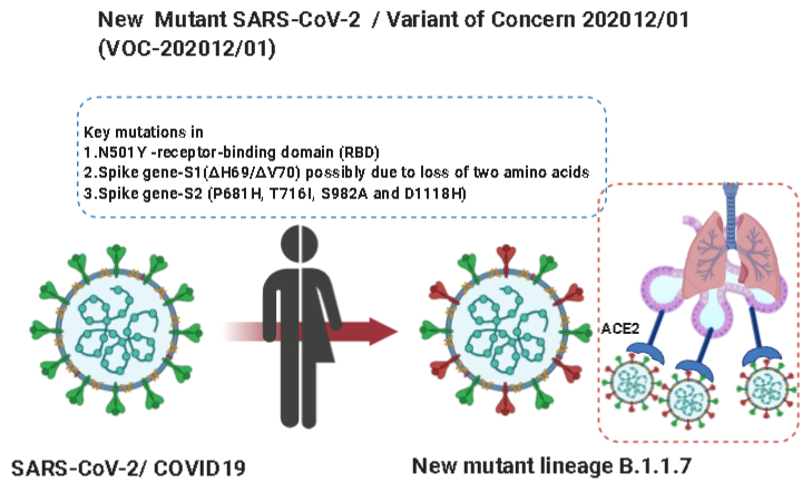 New COVID19 mutant (SARS-CoV-2 VOC-20201-01)
