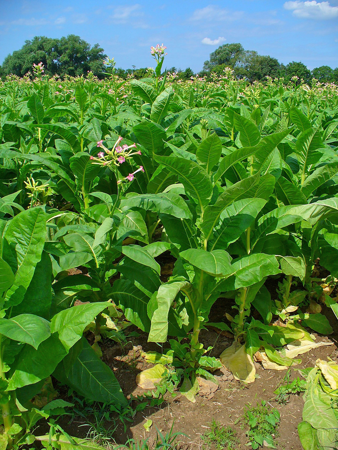 Растения Nicotiana