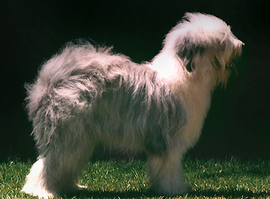 File:Oldenglishsheepdog0b (cropped).jpg