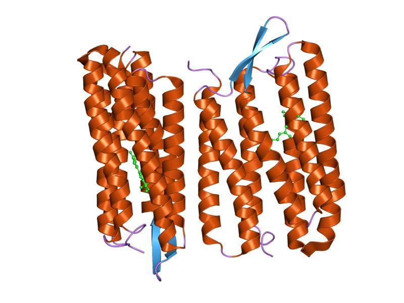 File:PDB 1s52 EBI.jpg