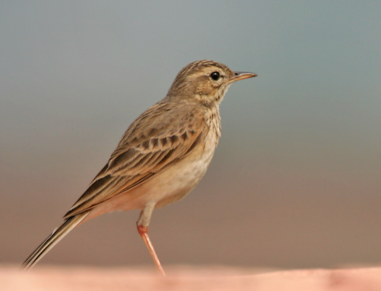 File:Paddyfield Pipit (Anthuis rufulus) in Kolkata W IMG 4576.jpg