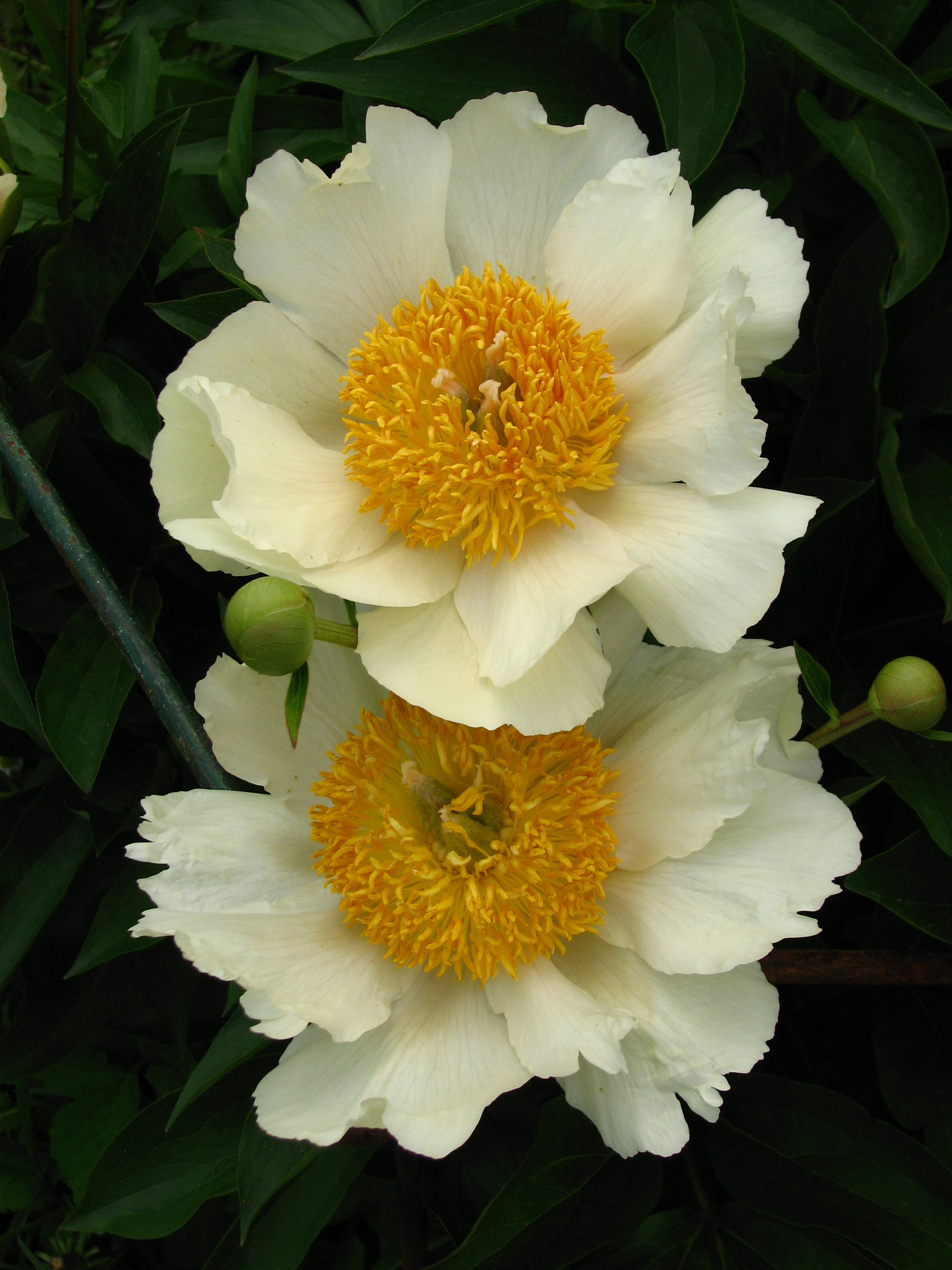 File Paeonia Claire De Lune 04 Jpg Wikimedia Commons