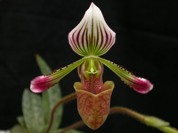 Paphiopedilum fowliei - Wikipedia, la enciclopedia libre