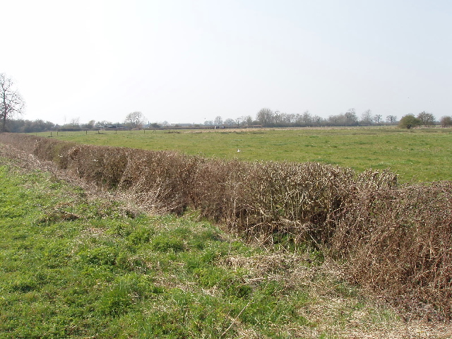 File:Pasture and roadside hedge, Ambrosden - geograph.org.uk - 386659.jpg