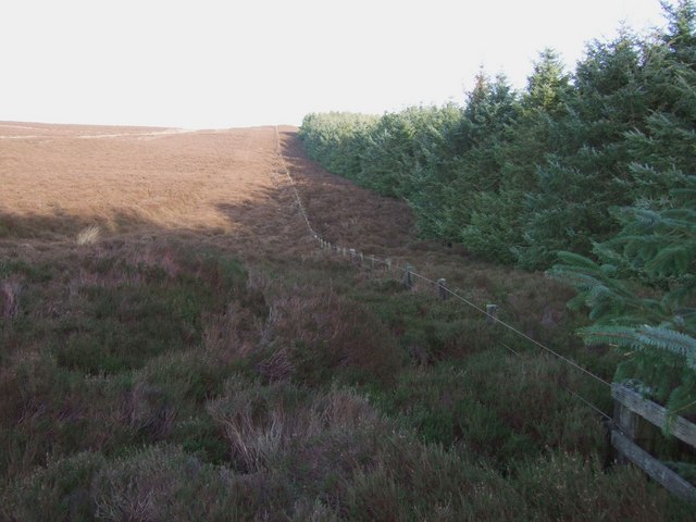 File:Plantation edge, Shirlaw Pike - geograph.org.uk - 305660.jpg