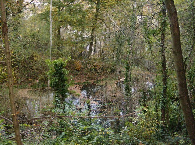 File:Pond in Lousehill Copse - geograph.org.uk - 611917.jpg