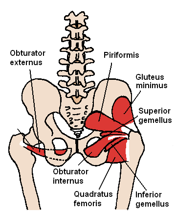 Muscles of lateral (outward) rotation