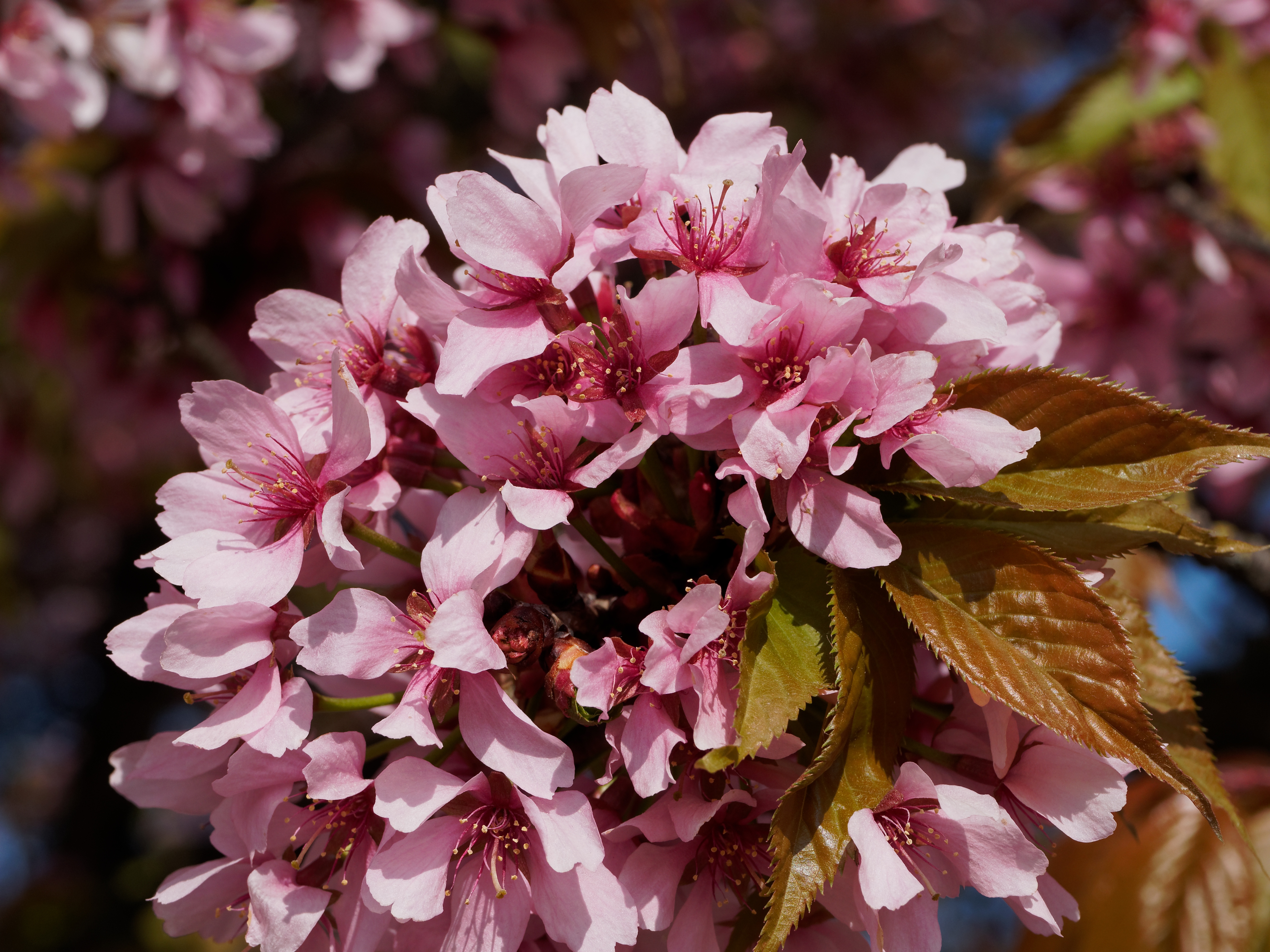 Prunus hisakura cherry tree blossom hi-res stock photography and images -  Alamy