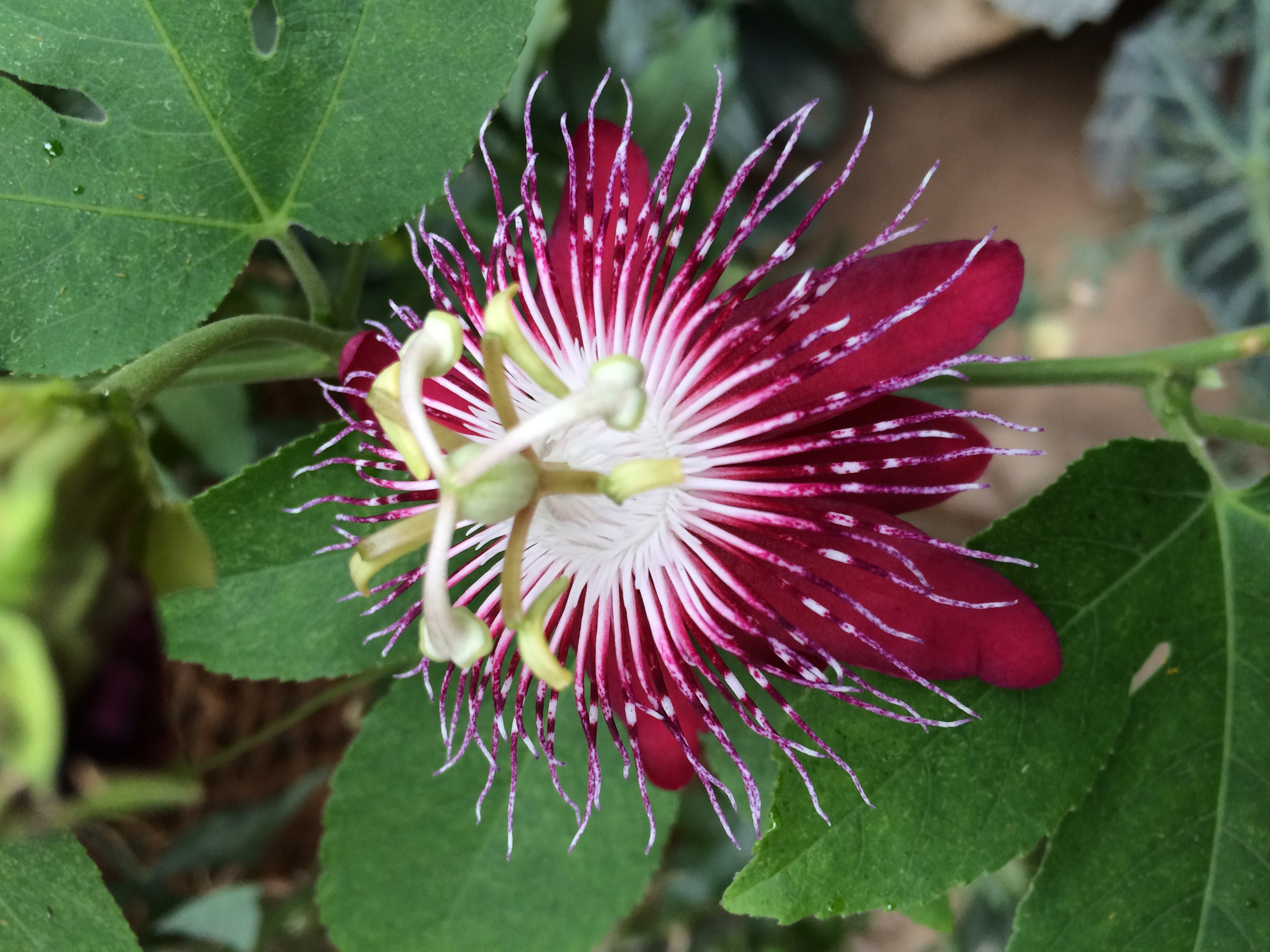 Red_passiflora.jpg