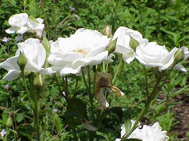 File:Rosa sp.187.jpg