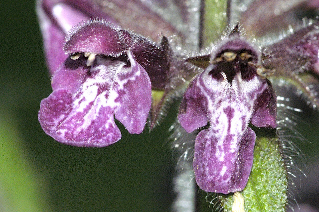 File:Stachys.sylvatica.-.lindsey.jpg