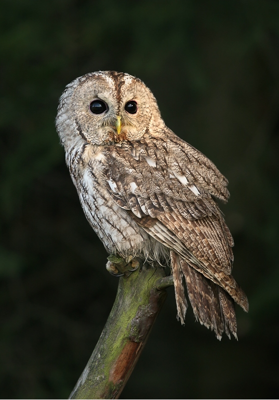 tawny owl pellets