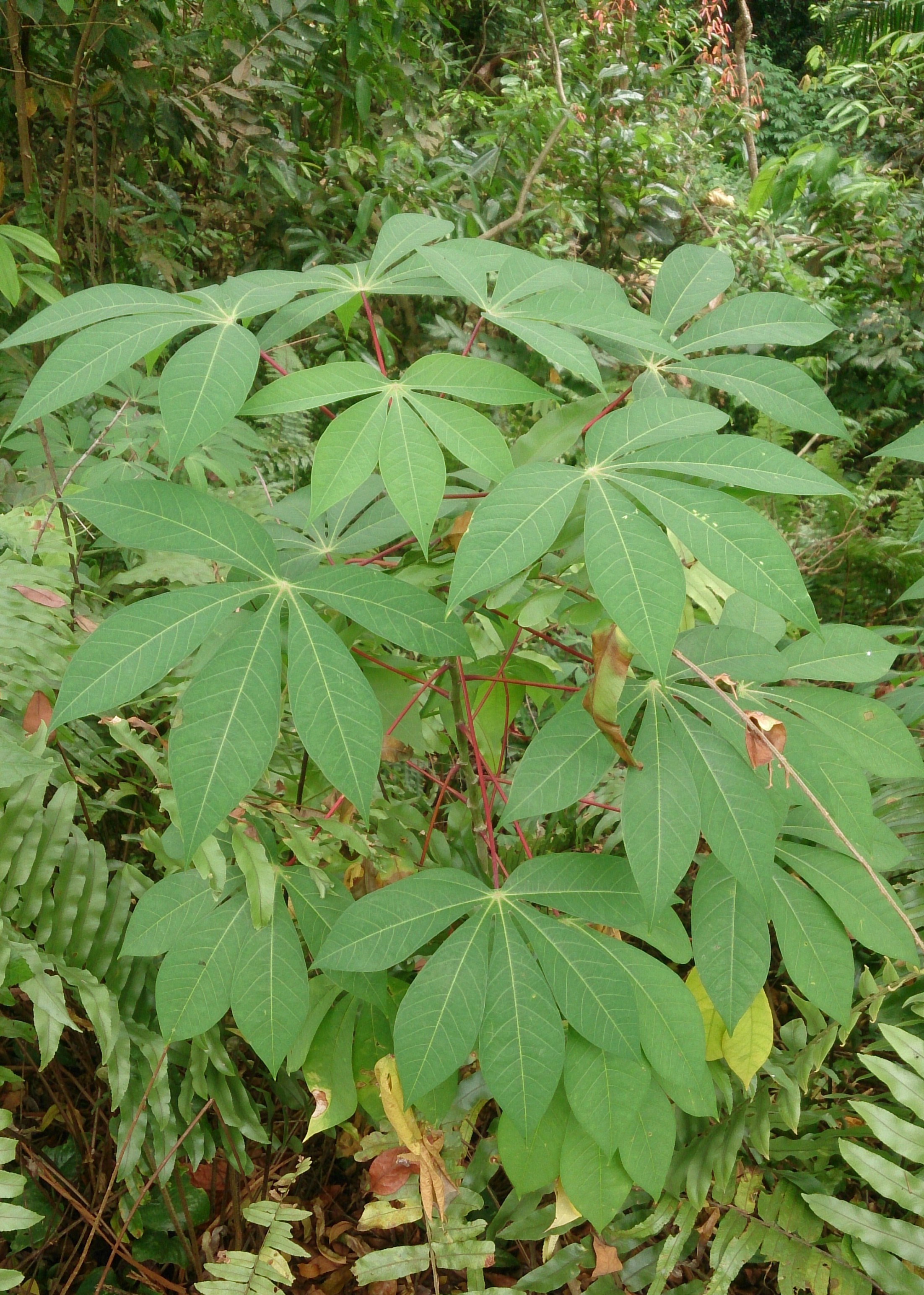 tapioca plant leaves