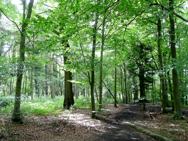 File:The Royal Forest of Dean 1 - geograph.org.uk - 1431843.jpg