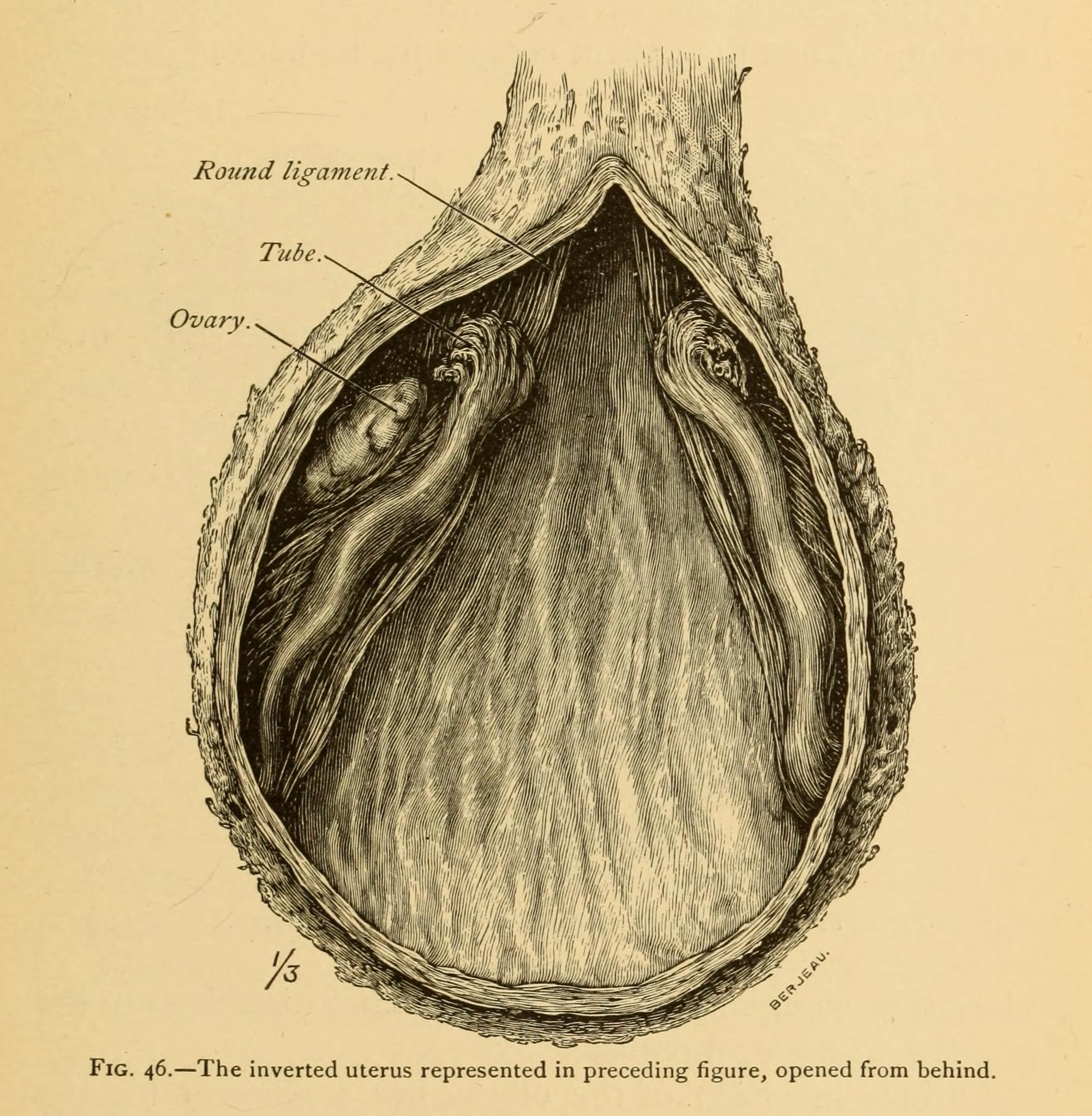 File:The diseases of women - a handbook for students and practitioners  (1897) (14775132011).jpg - Wikimedia Commons