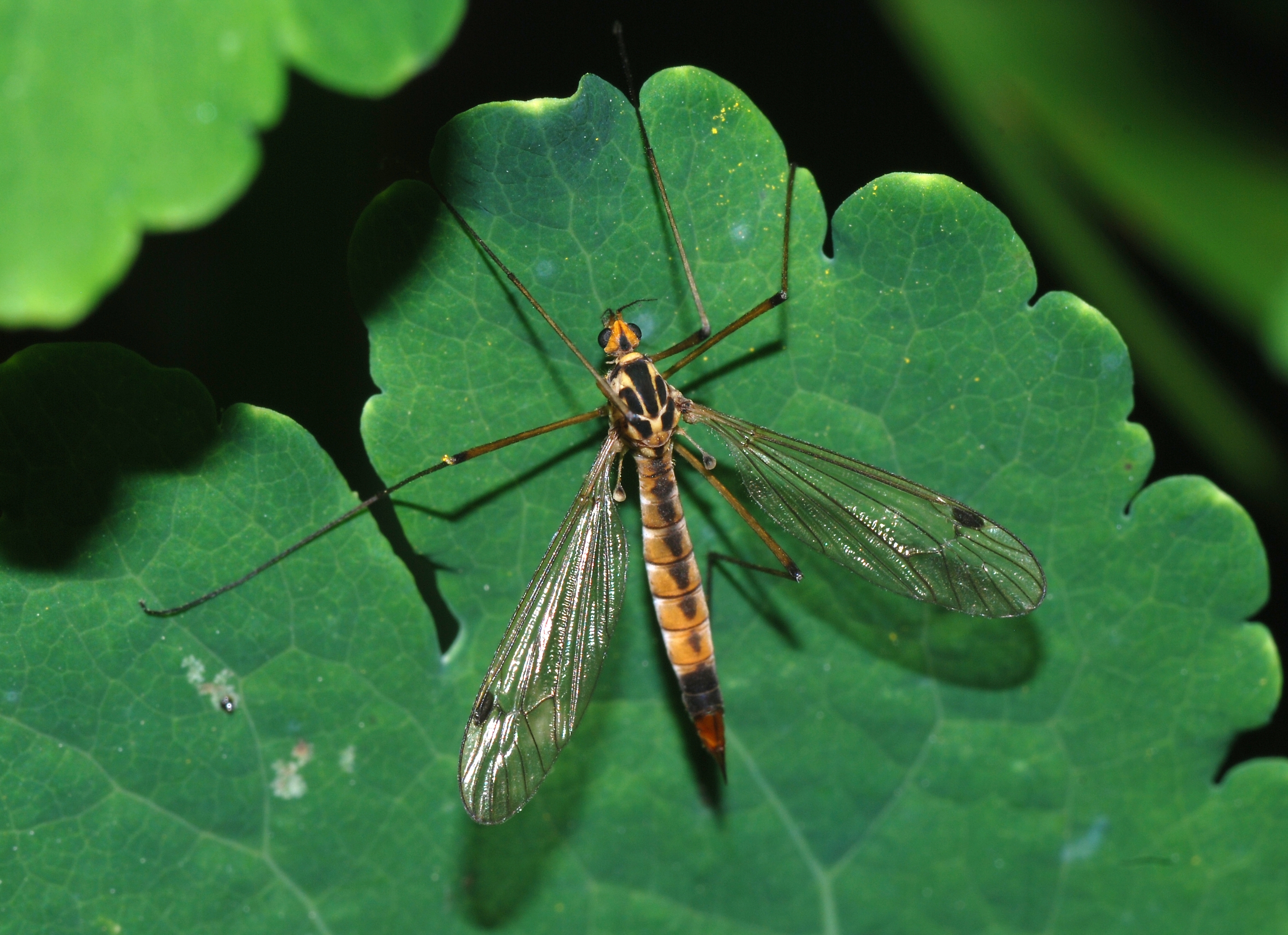 Is the UK really seeing a record daddy long legs invasion