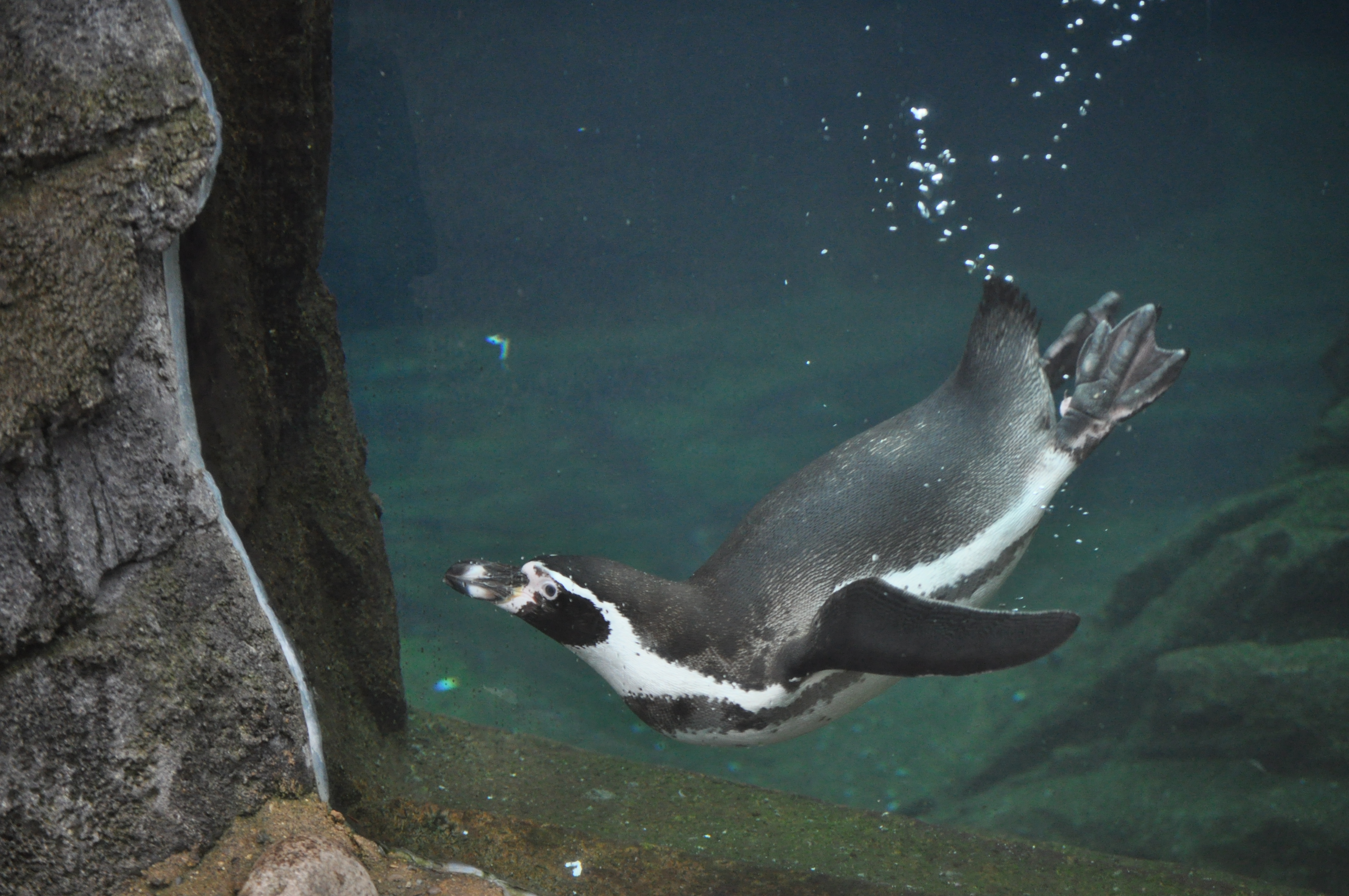 Humboldt penguin - Wikipedia