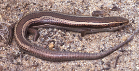 Western Skink.jpg