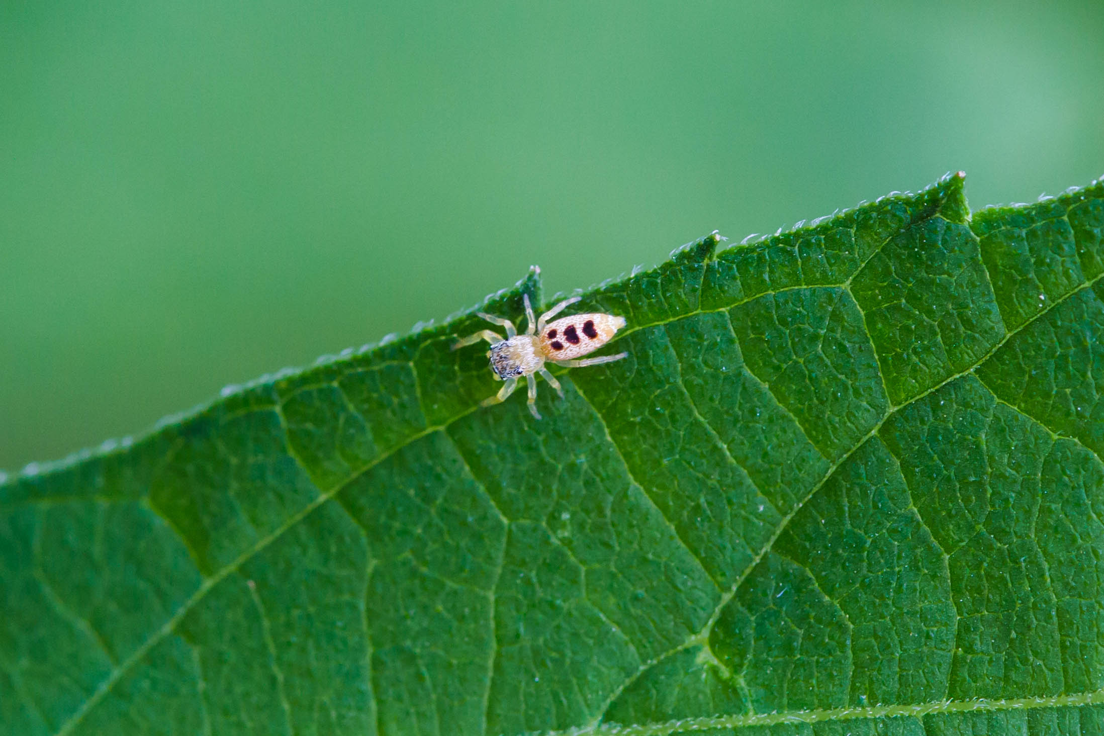 pale jumping spider