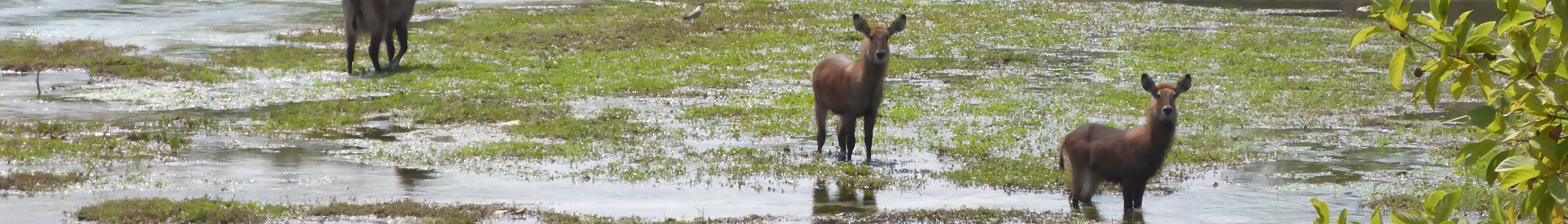 Yankari National Park banner1.jpg