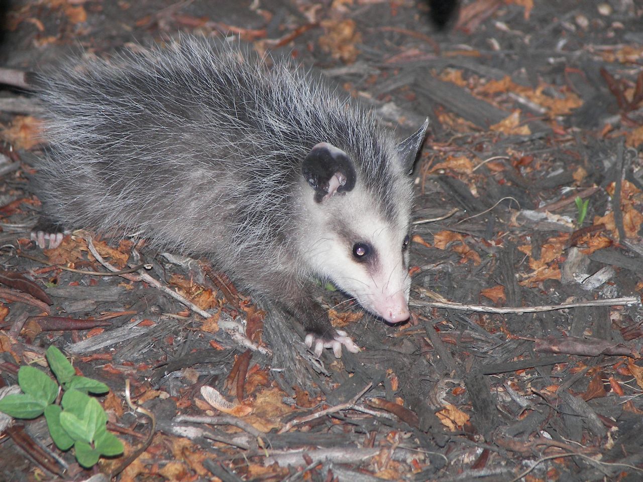 Opossum - Wikipedia